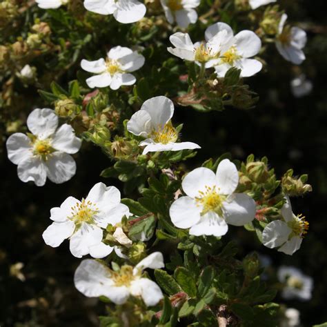 Petal White Flower Yellow Center Best Flower Site