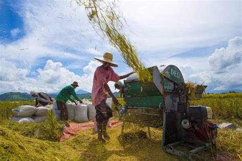 The Real Story Of Rice Production In 2020 Inquirer Business