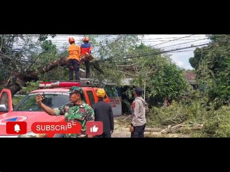 Pohon Tumbang Melintang Di Jalan Polsek Sukodono Gerak Cepat Evakuasi