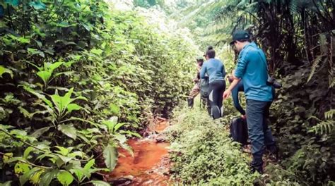 Gorilla Habituation Experience Spend Hours With Gorillas