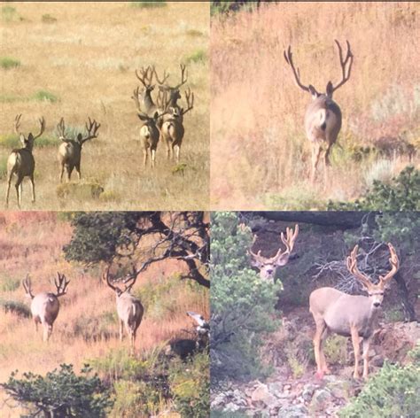 Mule Deer Whitaker Brothers Hunting Company