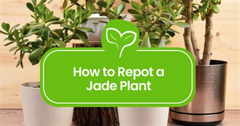 How To Repot A Jade Plant Step By Step Plant Propagation