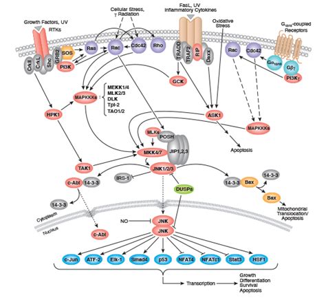 Sapk Jnk Signaling Interactive Pathway Cell Signaling Technology