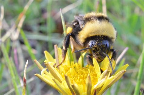 Yellow-banded Bumble Bee | Wildlife Preservation Canada