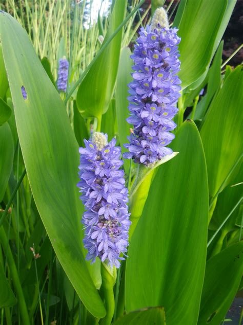 Pontederia cordata lanceolata (Giant Pickerel Weed) - Devon Pond Plants