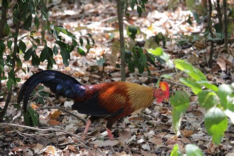 Cosa Significa Avere Un Cervello Di Gallina