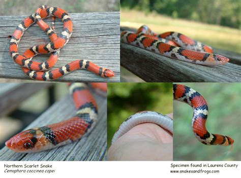 Scarlet Snake Page