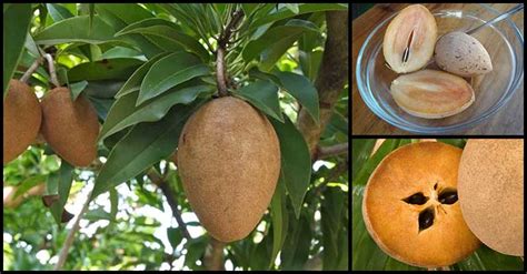 Hair And Skin Benefits Of Chico (Sapodilla Fruit) | Dr Farrah MD