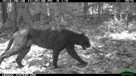 Spot the difference: Researchers use infrared light to ID Malaysia's ...