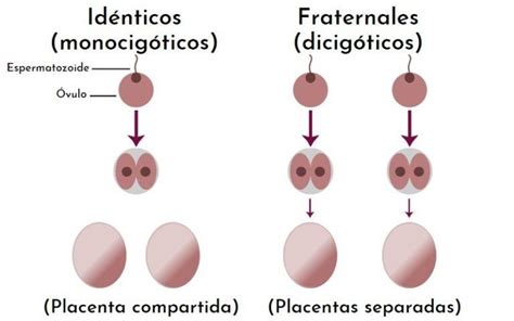 Gemelos Univitelinos Qué Son Características Cómo Se Forman Tipos