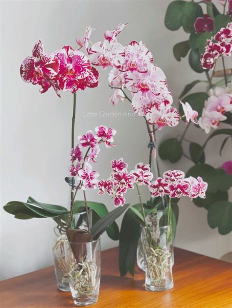 Two Vases With Pink And White Flowers In Them On A Table Next To A