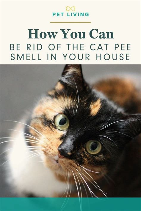 How To Get Rid Of That Cat Pee Smell For Good Artofit