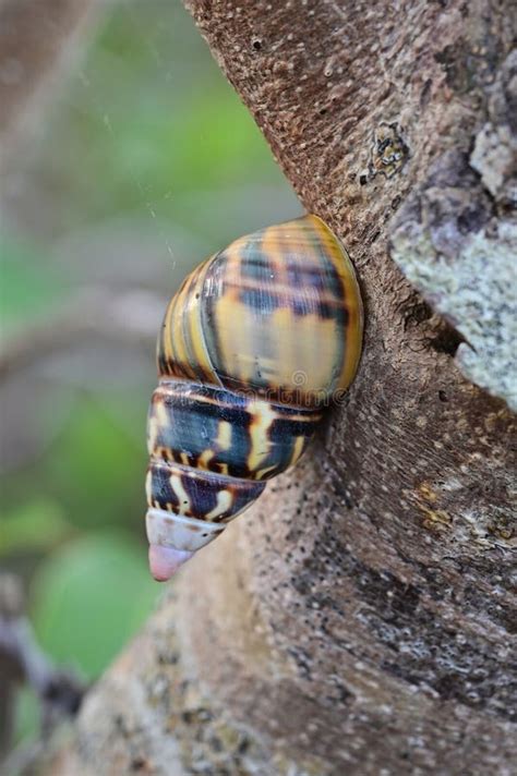 Florida Tree Snail On Gumbo Limbo Tree In Everglades National Park