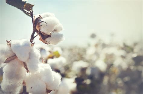 Sustainable Cotton is the New 'Better' Organic Cotton 