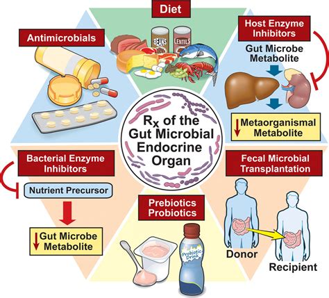 Gut Microbiota And Cardiovascular Disease Circulation Research