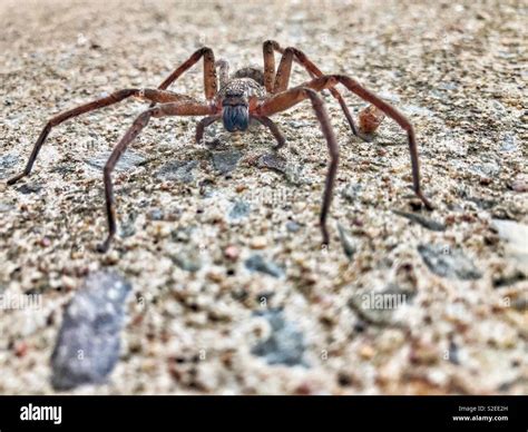 Huntsman spider in Australia Stock Photo - Alamy