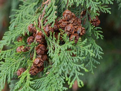 Identifying Scale Leaf Evergreens – Evergreens With Scale Leaves ...