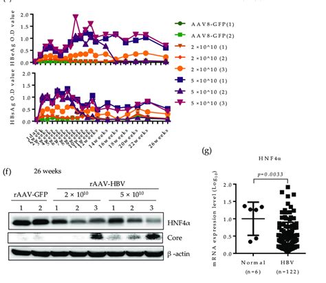 HNF4α expression is suppressed following long term HBV infection in