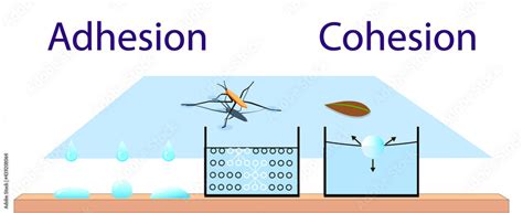 adhesion, cohesion for physics lesson Stock Vector | Adobe Stock