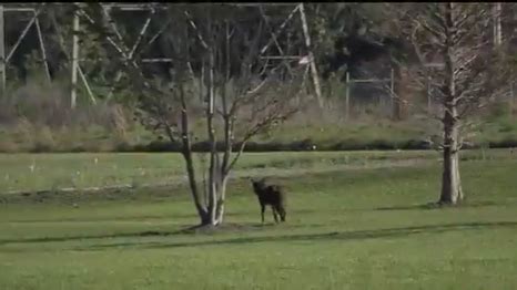 Coyote mating season: How Floridians can stay safe if approached