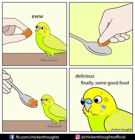 funny comics  parrots illustrated   bird owner bored panda