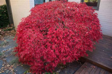 Dwarf Japanese Maple Tree