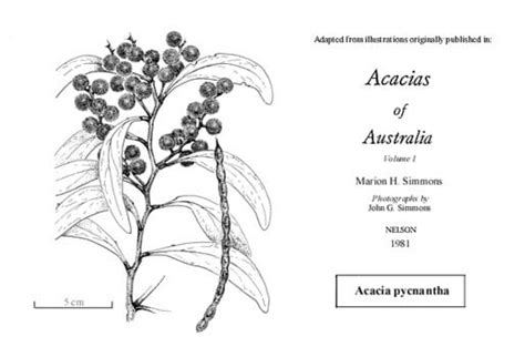 Factsheet - Acacia pycnantha