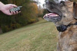 How the Garmin Sport Pro Collar Can Help You Train Your Dog