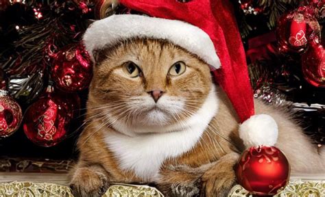 Jingle Paws 20 Adorable Quotes To Celebrate Christmas With Cats Nsf