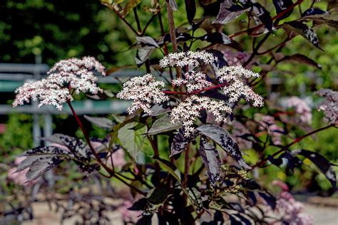 Sambucus nigra Black Beauty Schwarzer Holunder Black Beauty WÖRLEIN