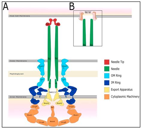 Microorganisms Free Full Text Bipd Of Burkholderia Pseudomallei Structure Functions And