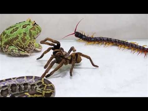 Frog Vs Centipede Vs Phyton Vs Tarantula YouTube