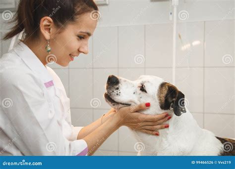 Female Veterinarian with Dog at Vet Clinic Stock Photo - Image of heart, indoors: 99466526