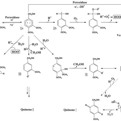 Lignin Biosynthesis And Structure A Cinnamic Acid Is Formed From