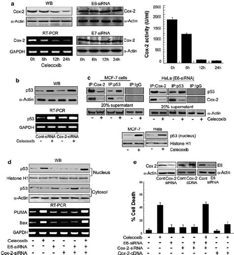 Celecoxib Downregulates Cox 2 To Increase P53 Transcript And To Relieve Download Scientific