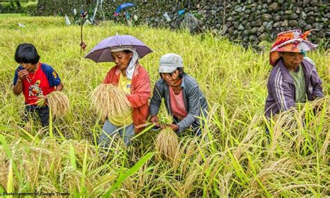 Problema sa pagpapatuyo ng aning palay, may solusyon na – Abante Tonite