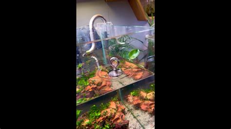 Best 5 Gallon Aquarium Fish Tanks | Setup ideas & Review ...