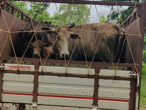 Five Cattle Laden Pickup Caught In Sonbhadra सोनभद्र में पांच गोवंश लदी पिकअप को पकड़ा दो