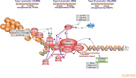 Rna Polymerase Iii Transcription Pathwayrat Genome Database