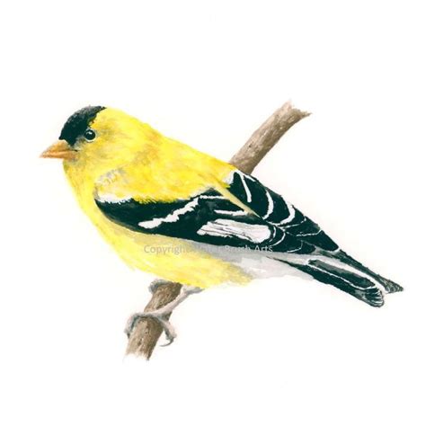 Goldfinch Original Watercolor Painting Bird Watercolor Paintings