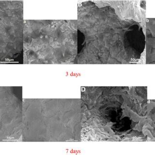 Sem Morphology Of Mg Human Osteoblast Cells On Pta That Were