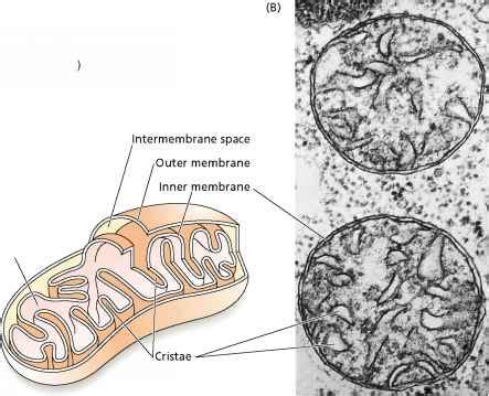 Mitochondria Location In Cell