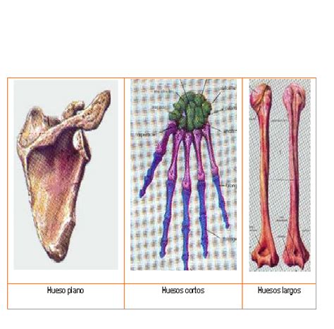 Principales Huesos Del Cuerpo Humano Huesos Del Cuerpo Humano