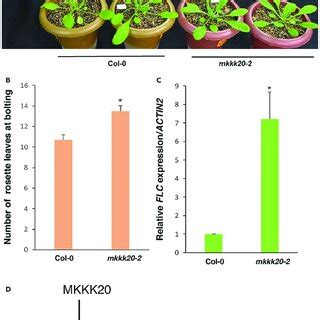 MKKK20 Genetically Interacts With MYC2 A C Phenotype Of 6 Day Old