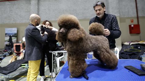 Un millar de perros se reúnen en el Pazo de Feiras para la Exposición