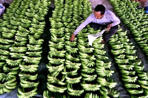 Kebun Pisang Berangan