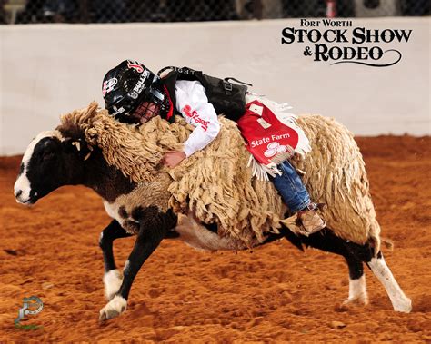 Mutton Bustin At Its Finest Fwssr Bull Riding Fort Worth Stock