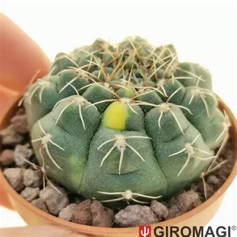 Gymnocalycium Baldianum F Variegtaed Pot Cm Giromagi