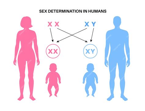 Premium Vector Sex Determination In Humans Male And Female Sperm And Eggs X And Y Chromosomes