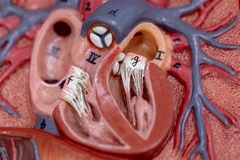 Student Learning Anatomy Raw Pig Heart for Education. Stock Photo - Image of classroom, heart ...